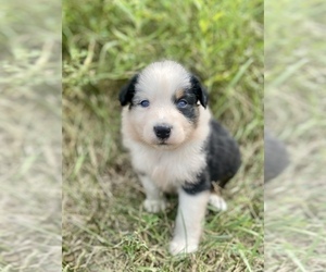 Australian Shepherd Puppy for sale in LODA, IL, USA