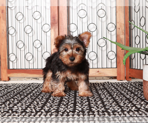 Yorkshire Terrier Puppy for sale in NAPLES, FL, USA