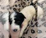 Small Photo #5 Poodle (Standard) Puppy For Sale in VENETA, OR, USA