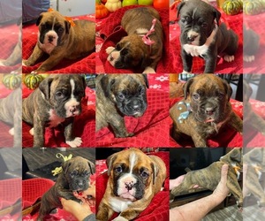 Boxer Puppy for sale in FORTSON, GA, USA