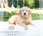 Small #3 Golden Retriever
