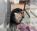 Small #3 German Shepherd Dog