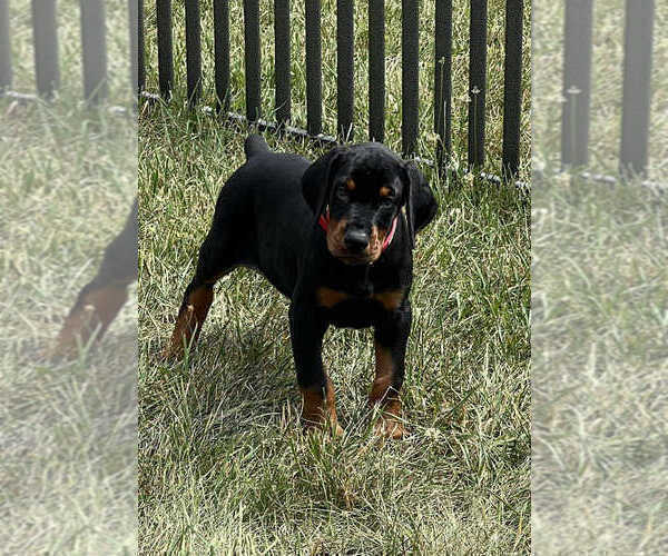 Medium Photo #2 Doberman Pinscher Puppy For Sale in WARSAW, IN, USA