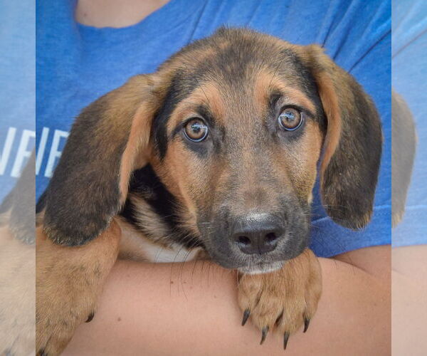 Medium Photo #6 Basset Hound Puppy For Sale in Huntley, IL, USA