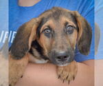 Small #5 Basset Hound