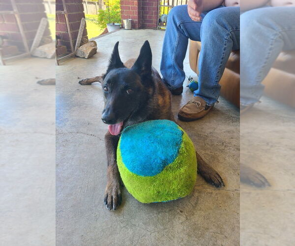 Medium Photo #2 Mutt Puppy For Sale in Stevens Point, WI, USA