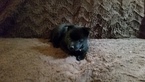 Small Photo #2 Schipperke Puppy For Sale in SEYMOUR, MO, USA