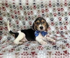 Beagle Puppy for Sale in LAKELAND, Florida USA