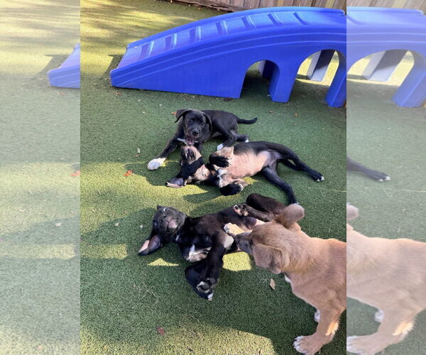 Medium Photo #8 Mutt Puppy For Sale in Orlando, FL, USA