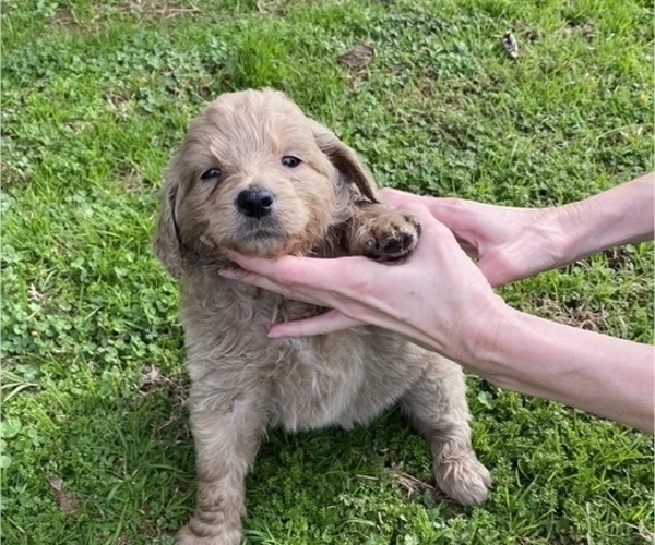 Medium Photo #2 Goldendoodle Puppy For Sale in ARKOMA, OK, USA