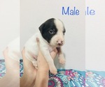 Small #2 Border Collie-German Shorthaired Pointer Mix