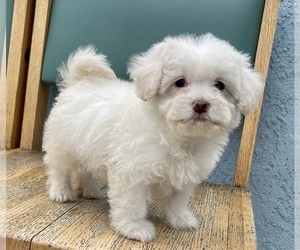 Maltipoo Puppy for sale in ANAHEIM, CA, USA