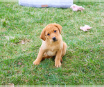 Small Photo #3 Labrador Retriever Puppy For Sale in SYRACUSE, IN, USA