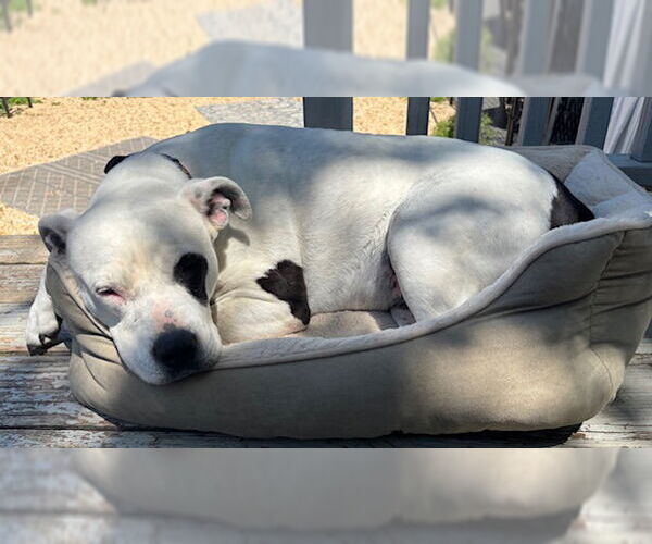 Medium Photo #12 American Pit Bull Terrier Puppy For Sale in Oakhurst, NJ, USA