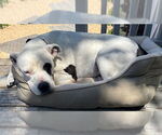 Small #11 American Pit Bull Terrier
