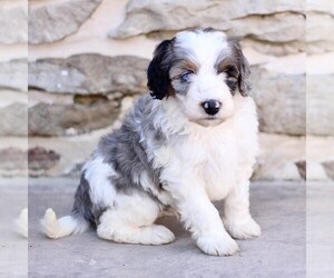 Bernedoodle (Miniature) Puppy for sale in NEW HOLLAND, PA, USA
