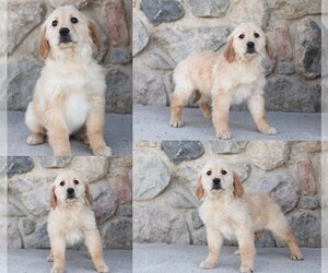 Golden Retriever Dog for Adoption in NAPPANEE, Indiana USA