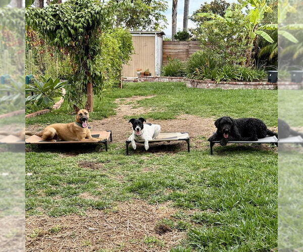 Medium Photo #11 Holland Shepherd-Unknown Mix Puppy For Sale in San Juan Capistrano, CA, USA