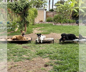 Clever - Male Holland Shepherd-Unknown Mix Dog for Adoption - Photo #11