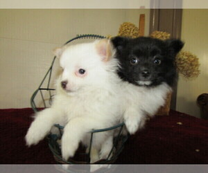 Pomeranian Puppy for sale in SOUTH BEND, IN, USA