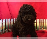Small Photo #1 Poodle (Miniature) Puppy For Sale in AVA, MO, USA