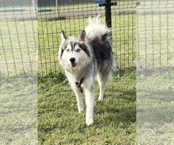 Medium Photo #1 Siberian Husky-Unknown Mix Puppy For Sale in Virginia Beach, VA, USA
