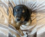 Puppy 4 English Shepherd-Golden Retriever Mix
