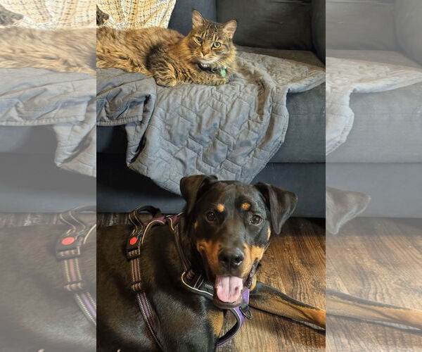 Medium Photo #5 Rotterman Puppy For Sale in White Hall, AR, USA