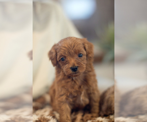 Medium Photo #15 Goldendoodle (Miniature) Puppy For Sale in DENVER, PA, USA