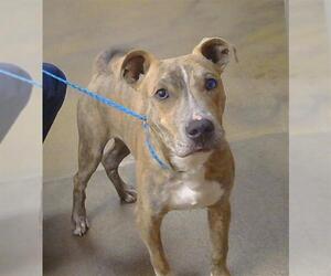 Mutt Dogs for adoption in Sacramento, CA, USA