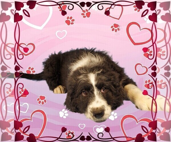 Medium Photo #1 Bernedoodle Puppy For Sale in BLACK FOREST, CO, USA