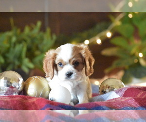 Cavalier King Charles Spaniel Puppy for sale in ARCANUM, OH, USA
