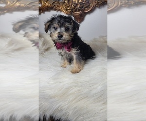 Yorkshire Terrier Puppy for sale in INDIANAPOLIS, IN, USA