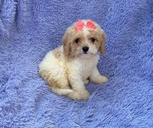 Cavapoo Puppy for sale in CAMPBELLSVILLE, KY, USA