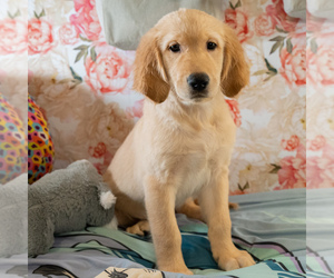 Golden Retriever Puppy for sale in ACTON, CA, USA