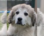 Small Photo #1 Great Pyrenees-Unknown Mix Puppy For Sale in Canton, CT, USA