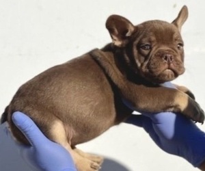 French Bulldog Puppy for sale in TUCSON, AZ, USA