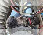 Small #8 Chihuahua
