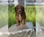 Small Photo #8 Goldendoodle (Miniature) Puppy For Sale in SCHOHARIE, NY, USA