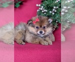Small Photo #3 Pomeranian Puppy For Sale in PEACH BOTTOM, PA, USA