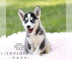 Small #2 Pomsky