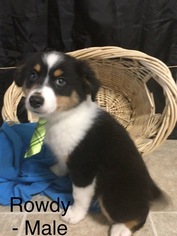 Miniature American Shepherd Puppy for sale in DEARBORN, MO, USA