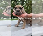 Small #3 Cane Corso