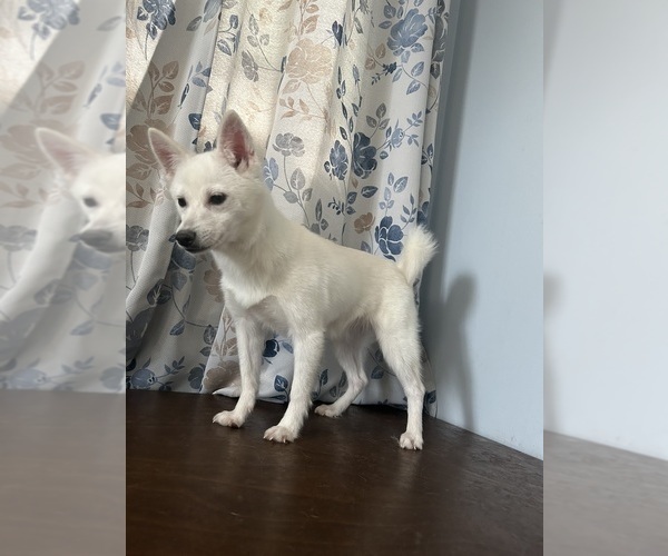 Medium Photo #11 Alaskan Klee Kai Puppy For Sale in DURHAM, CT, USA