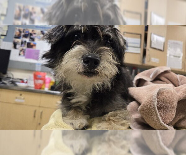 Medium Photo #1 Mutt Puppy For Sale in Riverside, CA, USA