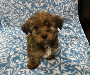 Shorkie Tzu Puppy for sale in MERTZON, TX, USA