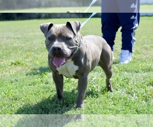 Mother of the American Bully puppies born on 09/20/2019