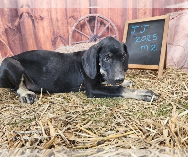 Medium Photo #3 Catahoula Leopard Dog Puppy For Sale in CUMBY, TX, USA