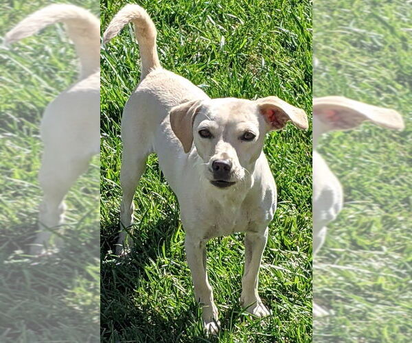 Medium Photo #1 Chiweenie Puppy For Sale in San Bernardino, CA, USA