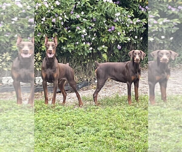 Medium Photo #13 Doberman Pinscher Puppy For Sale in HIALEAH, FL, USA